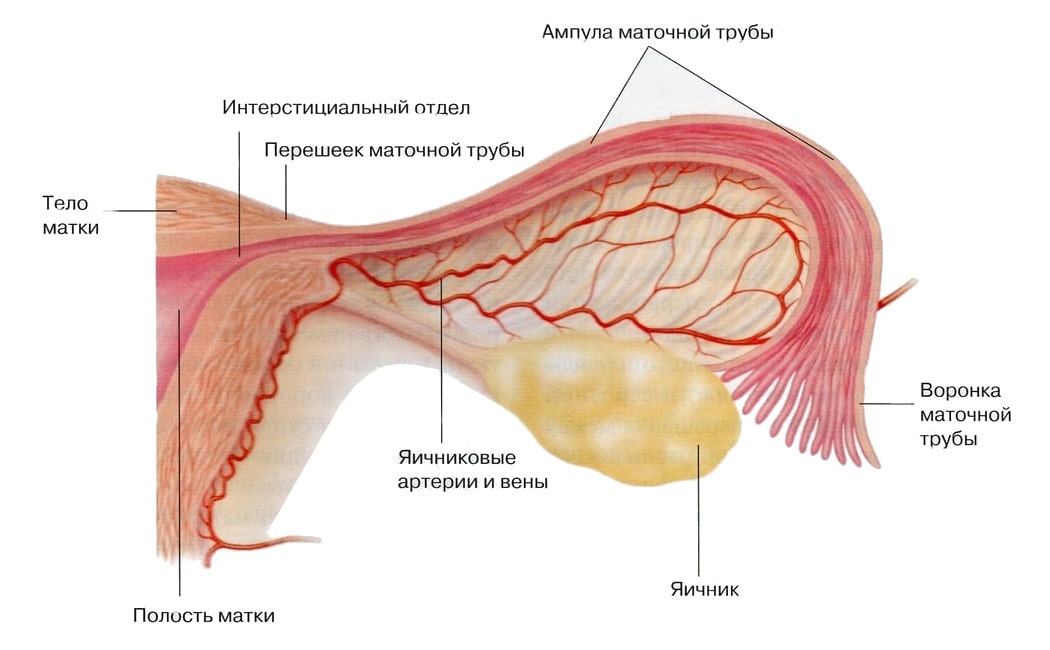 Фото: Анатомия маточной трубы